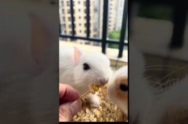 Two little rabbits eating corn kernels #cuterebbit #petrabbit #cute #bunny #rabbitfood #pets