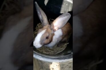 Baby house #pet #animalhealth#rabbit #pet #petparadise #birds #petfriendlyliving #animalrights #cute