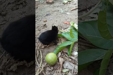 Baby bunny exploring nature#bunny #cutebunny