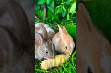 Cute rabbit //cute bunny #rabbit #dog #puppy #pets #funny #cute