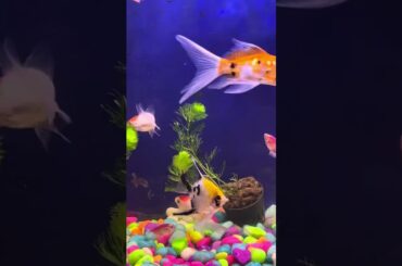 Cute rabbit //cute bunny