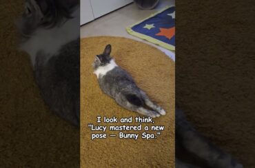 The Laziest Rabbit Ever