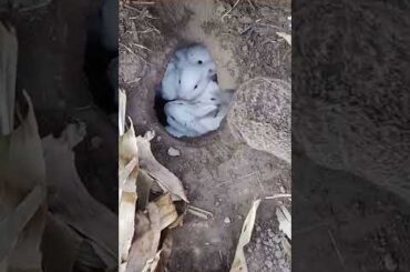 Let the bunny come out every morning