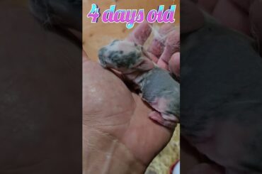 CUTE baby bunny !!!! #rabbitry #rabbit #bunny #animals #animallover #animal #cute #wow #baby