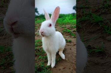 Cutest Bunny Short Video  #rabbit #cute #bunny #animals #pets #funnyanimals #shorts #ytshorts