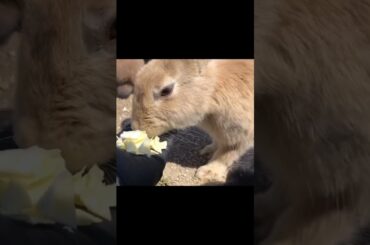 Adorable baby bunnies