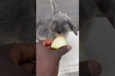 Cute bunny #rabbit #bunny #cute #animals #shortsfeed