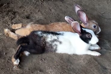 Bunny Videos for Dogs | Easter Bunny Short | Cute Baby Rabbit | Cute Baby Bunny Videos