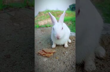 Cute Bunny Moments | Adorable Rabbit Short Video #cutebunny #shorts #rabbit #bunny
