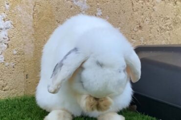 Cute Bunny Washing His Face