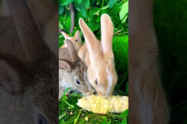 Cute rabbit //cute bunny //love animal #cover #music #song #coversong #fish #lovesong #cutesong