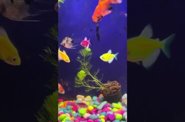 Cute rabbit //cute bunny