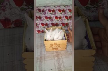 Cute rabbit babies#shorts #asmr #cute #baby #rabbit #bunny