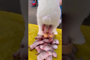 Rabbit growth - Baby Animals 1 To 17 Days