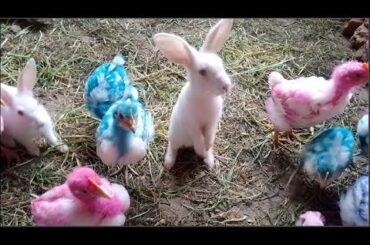 Rabbit's foot stardew Cute rabbit step tracker rabbit's tail crossword clue  Animal Lovers P 781