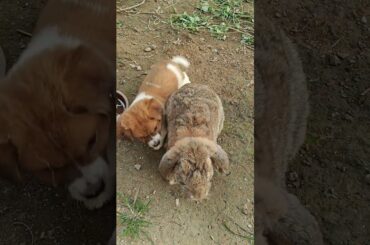 The little dog bullies the big rabbit every day, and it started again today. #cute #rabbit #animals