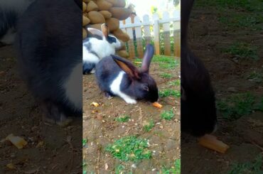 Cute baby rabbit #81