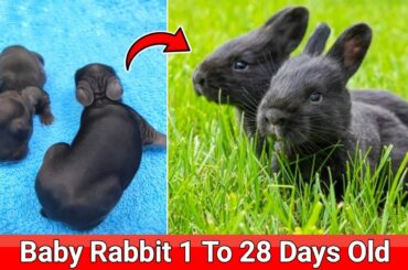 Cute Rabbit - 1 To 28 Days Old | The Cutest Baby Rabbits Grow Up