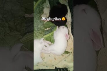 Cute rabbit baby#shorts #asmr #cute #baby #rabbit #bunny