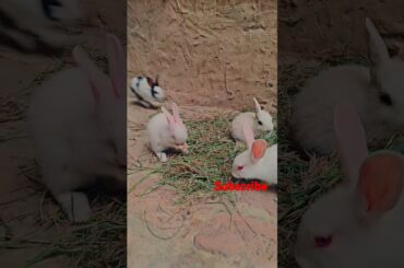 #rabbitlove #cutrbaby #animal#viralshorts #rabbit #cute
