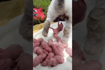 Rabbit baby - Baby Rabbits Grow Up #pets #cute