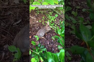 Baby rabbit #rabbit #babyrabbit #short