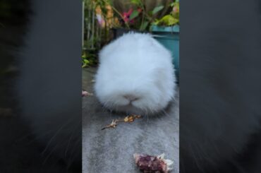 Bunno anatomy PART 2 #rabbit #bunny #cute