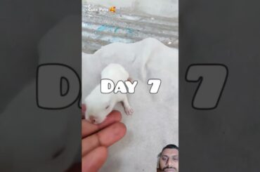 Rabbit Growth - Baby Rabbits Grow Up #animals #shortfeed