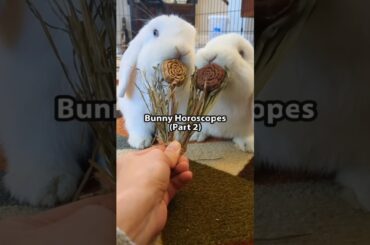 Horoscopes : Cute Bunny Edition (Part 2)