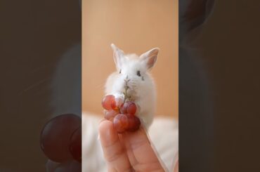A little cute rabbit eating grapes #rabbitfood #rabbit #cute #rabbitdiet #rabbitsound