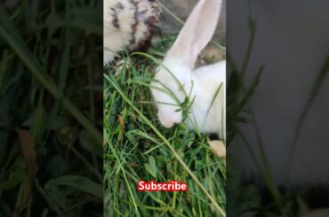 Cute rabbit #viralvideo #shortvideo #animals