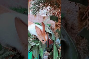 Cute Rabbit  // Bunny  / Youtube shorts / #shorts