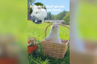 Mom said Stay Inside...But Hungry Baby Bunny Sneaks Out #babyanimals #baby bunny #pets #baby rabbit