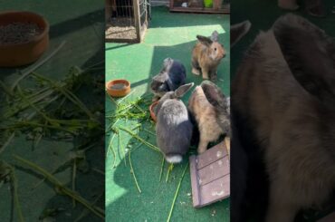 Cute bunnies daily life #rabbit #cute #bunny #animals #pets #cutepet #shortvideo