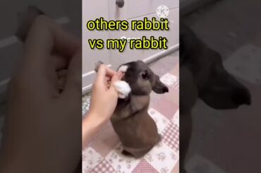 pet rabbit || cute bunny || baby rabbit #rabbit #cute #shorts #short #rabbits #pets #bunny #trending