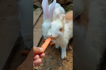 Cute baby rabbit #83