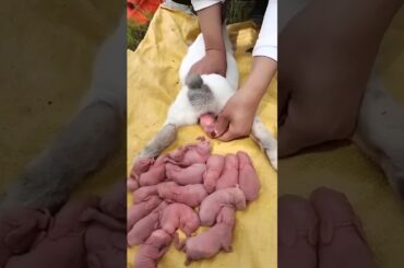 Capybara growth - Baby rabbit 1 To 16 Days