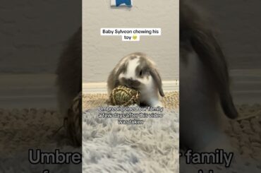 Baby Sylveon before Umbreon joined our family #petshorts #babybunny #bunny #pet #rabbit #babyrabbit