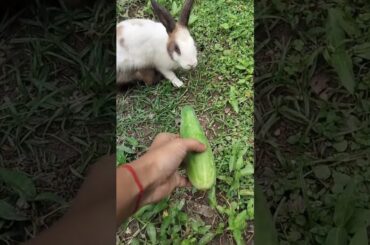#cute #rabbit #bunny #pet #cuteanimal #short #shortfeed