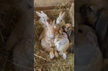 The little #rabbit is so cute when it is feeding. #Cute pet debut plan. #Rabbits #bunny #babybunny