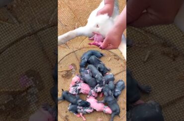 Rabbit Growth - Cute Baby Rabbit 1 To 16 Days #pets