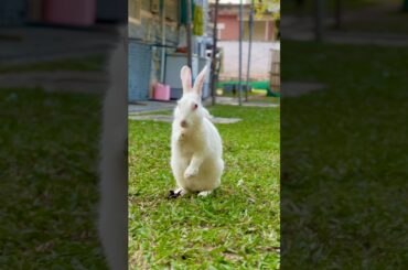 Cute bunny #cottonballcrew #cute #funny #shorts #viralvideo