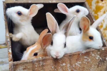 Peaceful Baby Rabbit - Cute baby rabbits playing activities