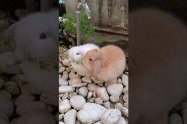 ENJOYING MY FURRY FRIENDS #bunny #rabbit #animal #petrabbit #cute #petbunny #babybunny