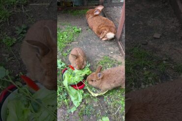 Cute baby bunnies learn to eat #shorts #cute #bunny #eating #viral