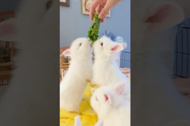 Cute bunnies # cute bunny #cute rabbits #cuteanimals  #funnybunnies  #funnyvideo