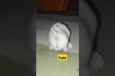 Cute baby #bunnybaby #animal #bunny #honeybunny #love #cuteanimal #rabbitlove #rabbits