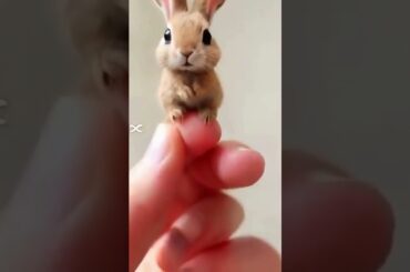 This Cute Rabbit Will Melt Your Heart |