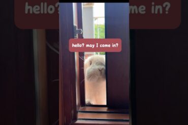 cute bunny wants to enter the house #rabbit #shorts