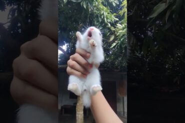 Bunny baby shouting #bunnybaby #rabbit #cute #pets #bunny #honeybunny #bunnysound #bunnysong